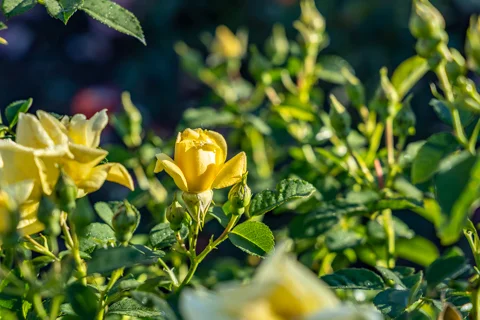 Property & Gardens | Botleng Guest House