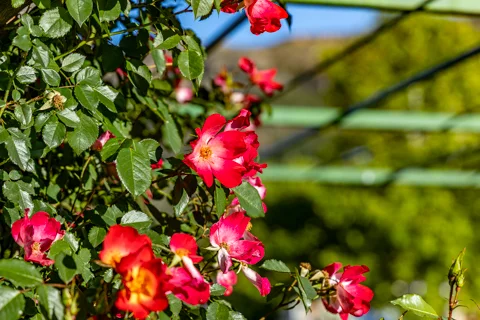 Property & Gardens | Botleng Guest House